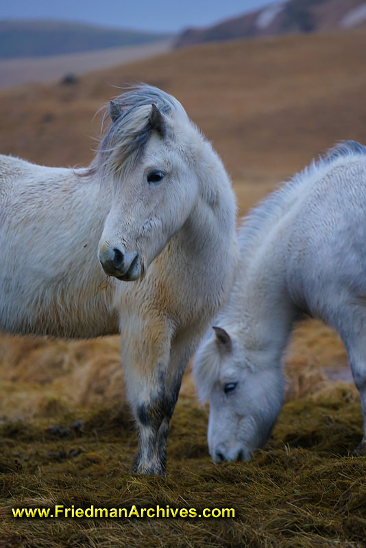 Iceland,horse,wildlife,maine,overcast,blue,white,hair,eyes,